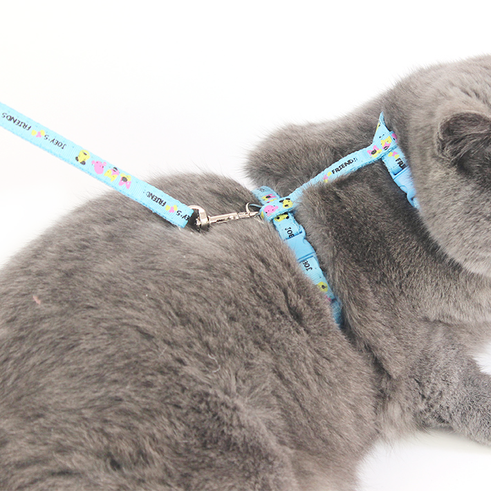 Cat harness best sale and bungee leash