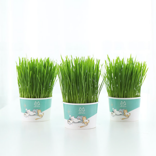 Cat Grass Seed - MOMOPOPO