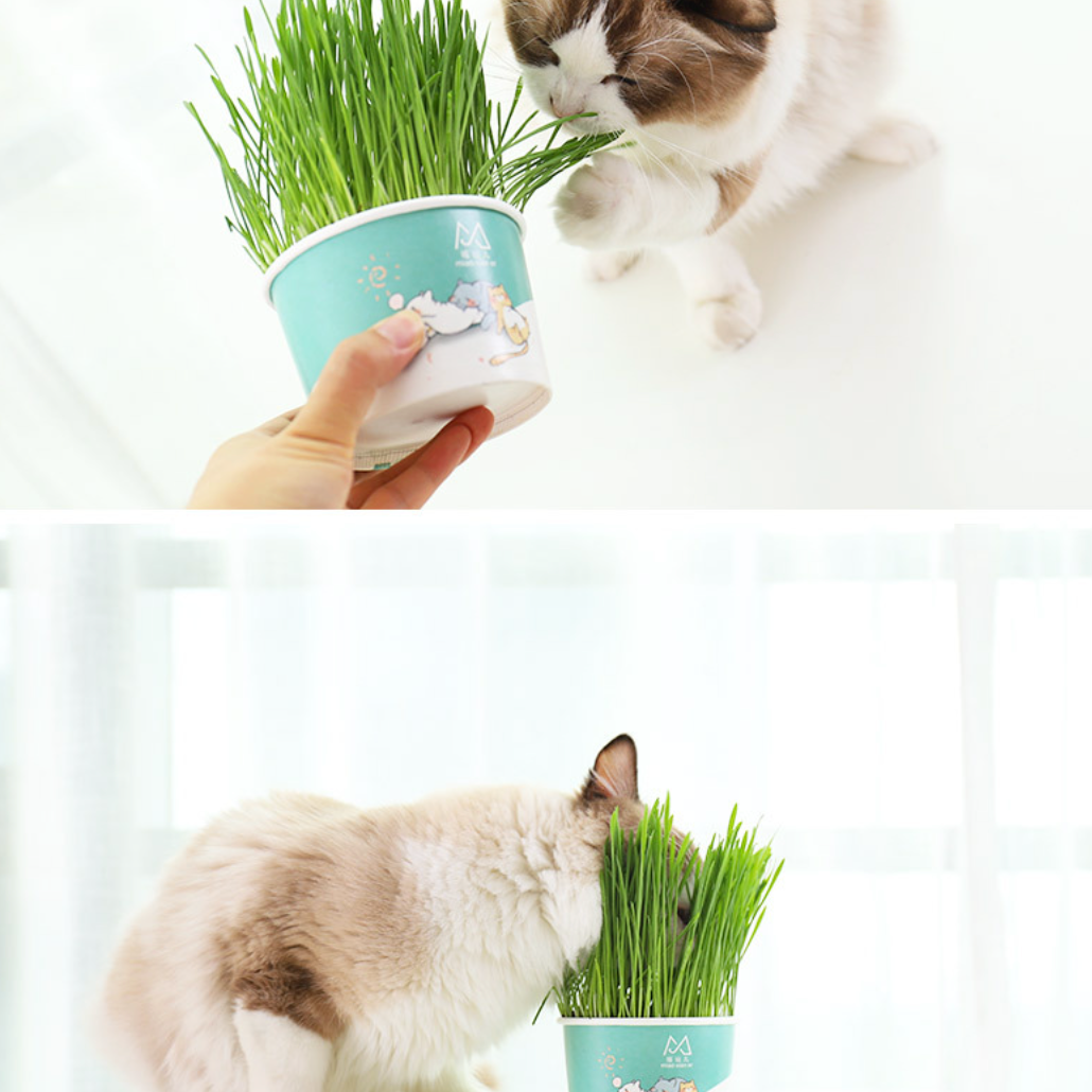 Cat Grass Seed - MOMOPOPO