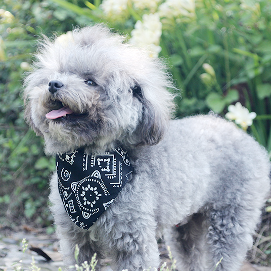 MOMOPOPO Dog Bandanas - MOMOPOPO